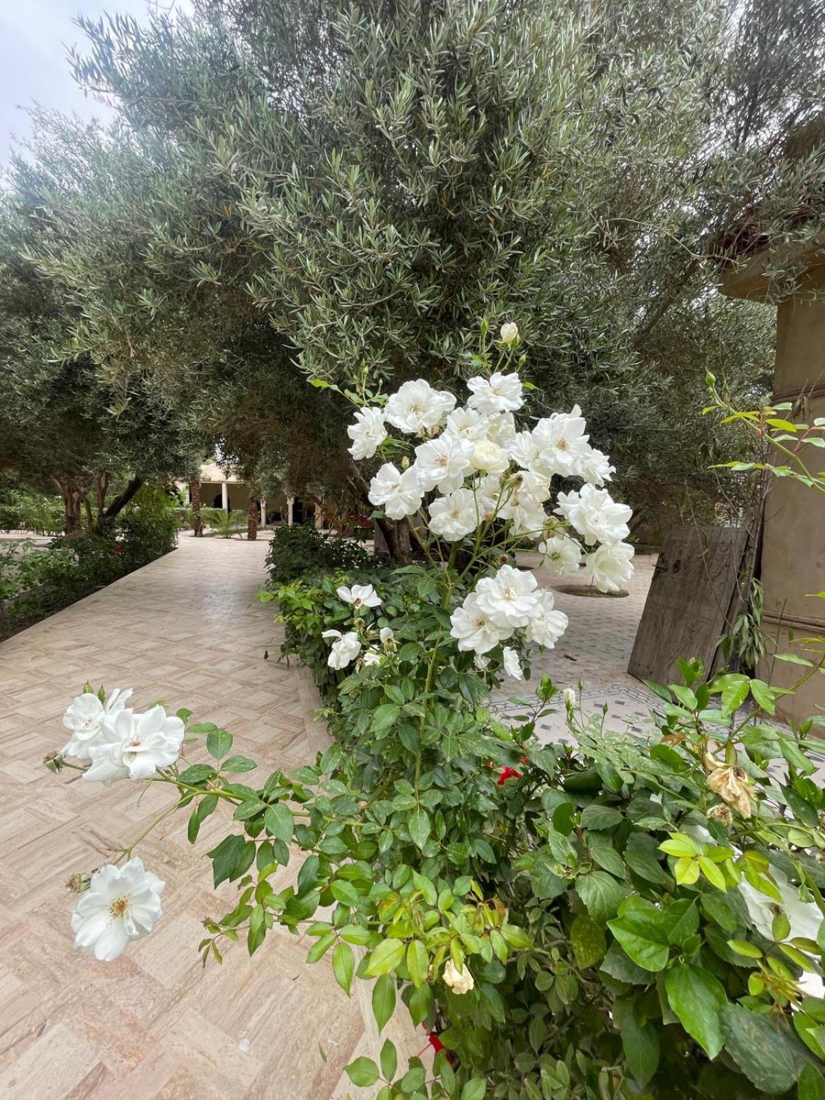 Riad Le Jasmin Taroudant Exteriör bild